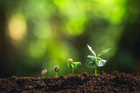 Growing Coffee Beans Watering sapling Natural lightの写真素材