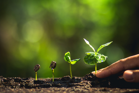 Growing Coffee Beans Watering sapling Natural lightの写真素材