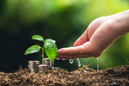 Planting trees growing in the garden,finance interest Coin young plantの写真素材