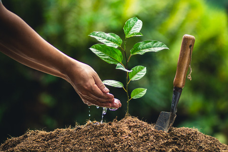 Planting trees passion fruit hands watering and good quality soilの写真素材