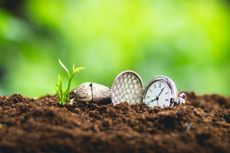 Time and growth the seed Planting seeds Protect the Sapling Sapodilla treeの写真素材
