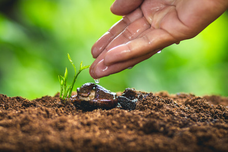 Time and growth the seed Planting seeds Protect the Sapling Sapodilla treeの写真素材