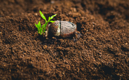 Plant Seeds Planting trees growth,The seeds are germinating on good quality soils in natureの写真素材