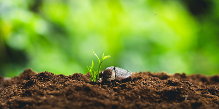 Plant Seeds Planting trees growth,The seeds are germinating on good quality soils in natureの写真素材