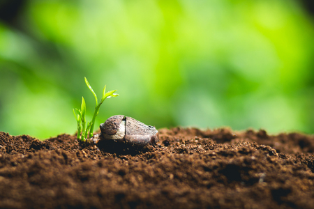Plant Seeds Planting trees growth,The seeds are germinating on good quality soils in natureの写真素材