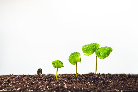 Growing Sapling coffee trees Hand Protect White backgroundの写真素材