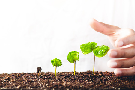 Growing Sapling coffee trees Hand Protect White backgroundの写真素材