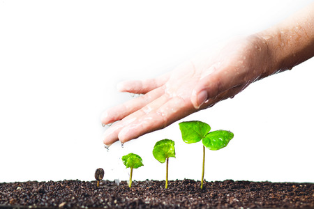 Growing Sapling coffee trees Hand Protect White backgroundの写真素材