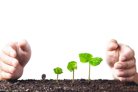 Growing Sapling coffee trees Hand Protect White backgroundの写真素材