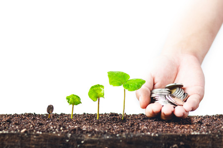 Growing Sapling coffee trees Hand Protect White backgroundの写真素材