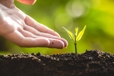 plant a tree Growing tree care tree And hands watering trees In natureの写真素材