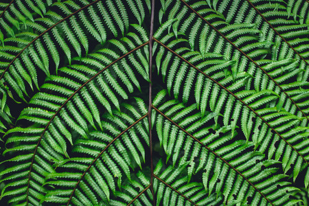 Fern leaves green background in natureの写真素材