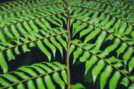 Fern leaves green background in natureの写真素材