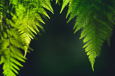 Fern leaf green nature background evening lightの写真素材