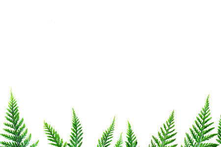 Fern leaf Isolate green backgroundの写真素材