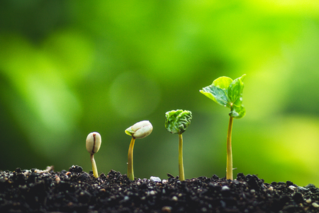 Young plant tree in nature save world conceptの写真素材