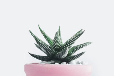 Succulent In the cute pot White backgroundの写真素材