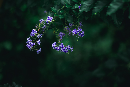 Blue flowers in dark tone Black backgroundの写真素材