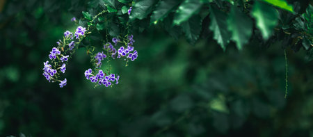 Blue flowers in dark tone Black background