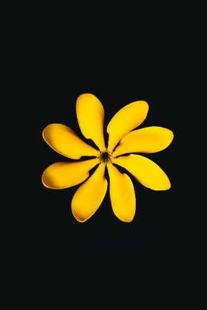 yellow flower in nature dark tone backgroundの写真素材