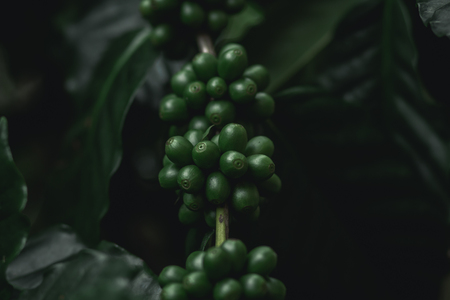 Green coffee Raw coffee In dark toneの写真素材