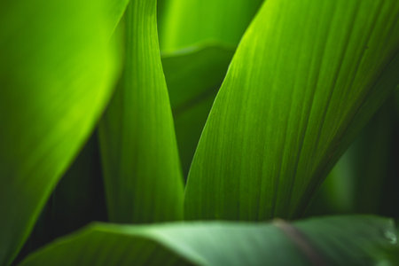 abstract Green leaf closeup background