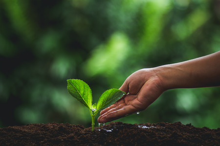 Young tree Tree Planting Tree care Watering a tree in nature,Growing treesの写真素材