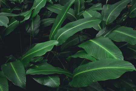 Green leaves background nature in the dark toneの写真素材