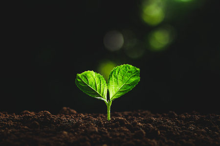 Beautiful nature,green bokeh,Plant tree in neutral background Close-Up Of Fresh Green Plant,Young handの写真素材