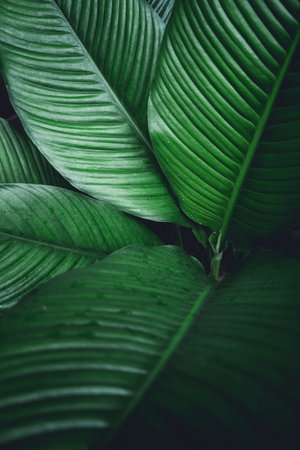 Green leaves background nature in the dark tone