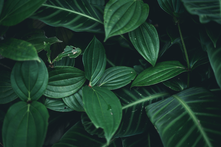 Green leaves background nature in the dark toneの写真素材