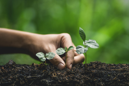 Plant a tree Watering a tree Coffee tree In natureの写真素材