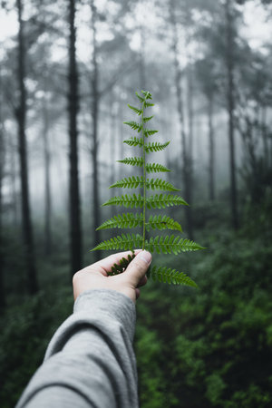 Pine in the rainy season And fog