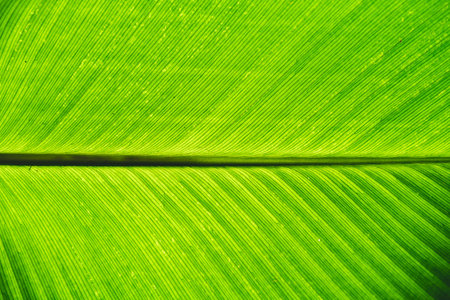 Background texture green Leaves