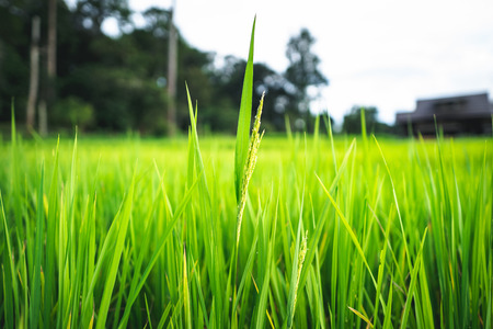 rice plant Green rice fieldの写真素材