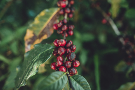 red cherry coffee beans Arabica In natureの写真素材