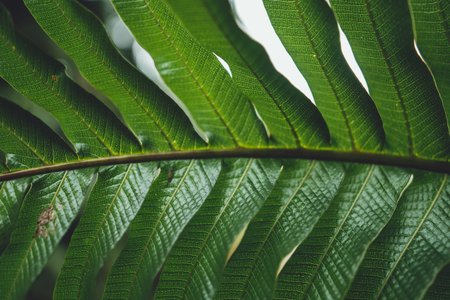 Dark Foliage background Dark green Leaves
