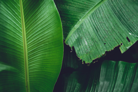 Leaves green Dark Leaf detail In the natural forestの写真素材