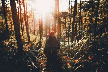 Evening pine forest - Green forest beautiful natureの写真素材