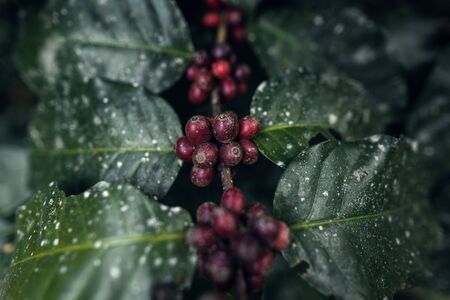 Fresh red coffee red cherry coffee bean in hands - coffee natureの写真素材