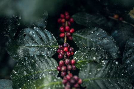 Fresh red coffee red cherry coffee bean in hands - coffee nature