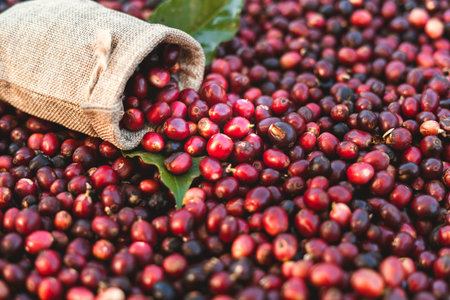 Fresh red coffee red cherry coffee bean in hands - fruit