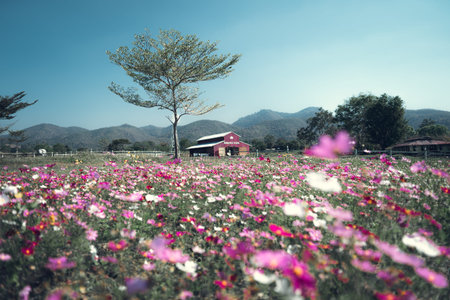 Pink flowers in the spring garden Clear air