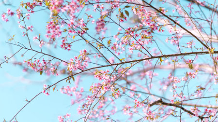 Beautiful spring nature,Bloom pink flowers and bright skies