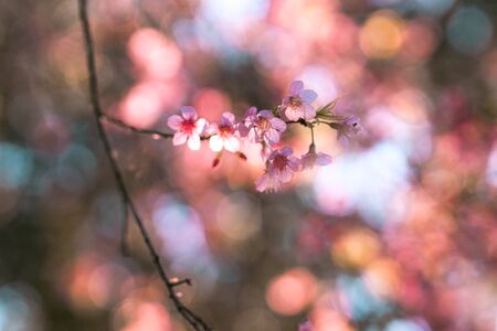 Beautiful spring nature,Bloom pink flowers and bright skiesの写真素材