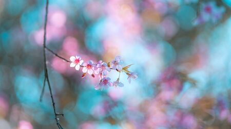 Beautiful spring nature,Bloom pink flowers and bright skiesの写真素材