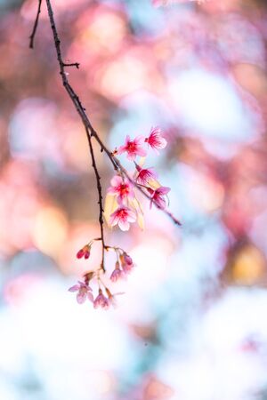 Beautiful spring nature,Bloom pink flowers and bright skiesの写真素材