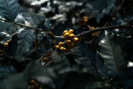 Yellow cherry coffee beans in the garden And natural dark coffee tree leavesの写真素材