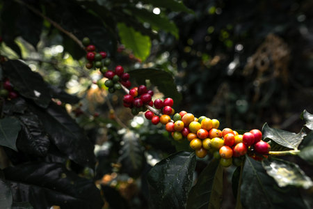 Red and yellow cherry coffee beans in the garden And natural dark coffee tree leaves