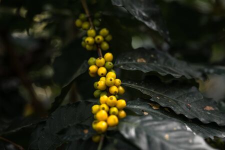 Yellow cherry coffee beans in the garden And natural dark coffee tree leavesの写真素材